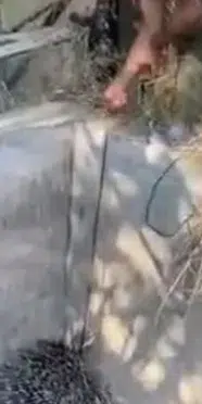 Elazığ’da oklu kirpi sulama havuzuna düştü: Kirpi kurtarıldı