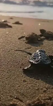Kuşadası'nda yuvada sıkışan 22 caretta yavrusu denizle buluştu