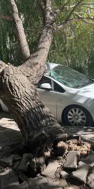 Niğde'de faciaya ramak kala: Sğaç otomobilin üzerine devrildi