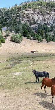 Isparta’nın yaylalarındaki yılkı atı sürüsü görüntülendi