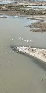 Bursa'da pelikanlar dronla havadan görüntülendi