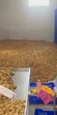 Aydın'da 25 ton etiketsiz kuru incir ele geçirildi: İşletmeye 236 bin TL para cezası