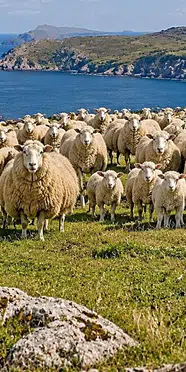 100 koyunla başladı, ekolojik krize dönüştü: Adayı kurtarmak için operasyon yapıldı