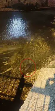 Nesli tehlike altındaki su samuru görüntülendi