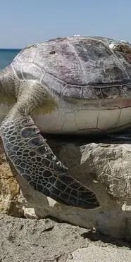 Kuşadası Körfezi’nde şaşırtan olay: 4 deniz kaplumbağası ölü bulundu