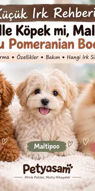 Küçük Irk Rehberi: Toy Poodle Köpek mi, Maltipoo mu, Yavru Pomeranian Boo mu?