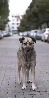 Sahipsiz hayvanlar için 81 ilde denetim: Belediyeler ve barınaklar mercek altında