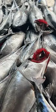 Palamut bolluğu balıkçıyı sevindirmedi: Fiyat için avlanmaya ara önerisi