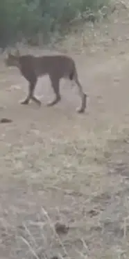Çankırı’da vaşak ormanda yürürken fotokapana yakalandı