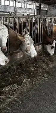 Hayvan pazarında şap alarmı: Pazar kapatıldı