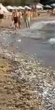 İncekum Sahili'ne binlerce ölü balık vurdu: İnceleme başlatıldı