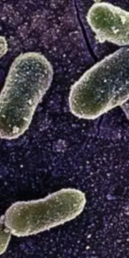 Belçika’da Salmonella salgını: Vaka sayısı 318’e yükseldi