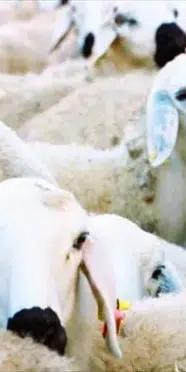 TİGEM 2 bin 110 küçükbaş hayvan ihalesi ne zaman? Şartname ve teminat bedeli ne kadar?