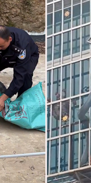 Çin'de 8 kilogramlık zehirli yılan pencerenin önünde görüntülendi