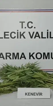 Bilecik'te uyuşturucu operasyonu: Tarlada hint keneviri bulundu