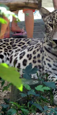 Hollanda'da leopar saldırısı: 25 yıllık hayvan bakıcısı ağır yaralandı