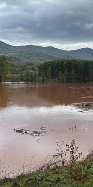 Bartın'da dere aştı: Tarım arazileri su altında