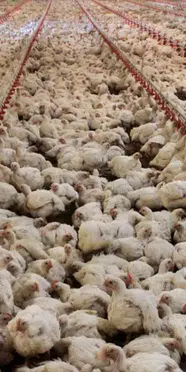 ABD'de kuş gribi salgını: 935 bin tavuk itlaf edildi