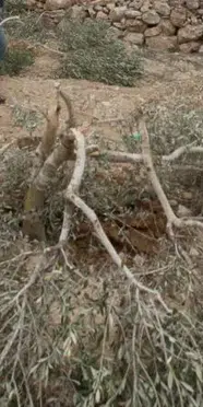İsrail'den zeytin hasadı yapan Filistinlilere saldırı: 2 kişi yaralı