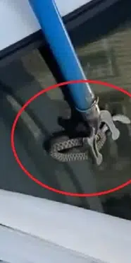 Diyarbakır'da otomobilin bagajına yılan girdi