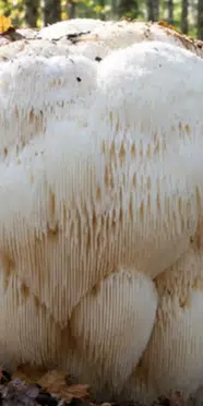 Çin'de 2,2 kilogram ağırlığında dev mantar keşfedildi