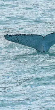 Yeni Zelanda'da plaja vuran 12 cüce katil balina öldü
