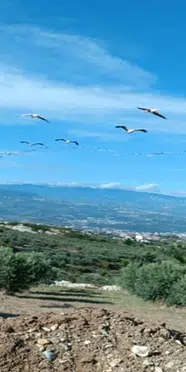 Gökyüzünde görsel şölen: Ak Pelikanların göçü başladı