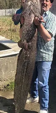 Kızılırmak'tan 50 kiloluk yayın balığı yakalandı