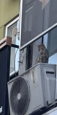 Bursa'da kediyi kurtarmak isterken hayatını kaybetti!