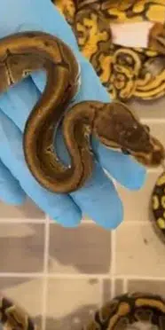 Kapıkule'de 67 canlı piton ele geçirildi: 948 bin 739 lira idari para cezası uygulandı