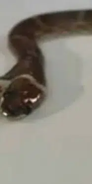 Hindistan'da iki başlı yılan bulundu! Dört gözlü nadir canlı şaşkınlık yarattı