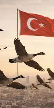 Türkiye ile Japonya'nın 6 şaşırtıcı ortak özelliği! Çaydan düğünlere benzer gelenekler