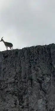 Malatya'da dağ keçileri sürü halinde görüntülendi
