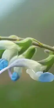 Nesli tükenme tehlikesi altındaki bitkiye “Salvia messii” adı verildi