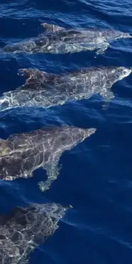 Alanya'da sürü halinde yüzen yunuslar dronla görüntülendi