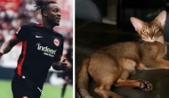 Batshuayi’nin kedisi için Almanya seferber oldu