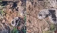 Karabük'te zehirli yılan şoku: Burun buruna geldi!