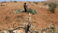 İsrail ordusu Batı Şeria’da 135 zeytin ağacını sökerek tarım alanlarına saldırdı