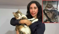 THY uçuşunda kedi kayboldu: Sahibi soruşturma talep etti