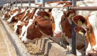 Et ve süt fiyatlarında artış beklentisi: ABD Tarım Bakanlığı raporu açıkladı