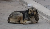 İstanbul Valiliği'nden yeni genelge: Sokak köpeklerini kontrolsüz beslemek yasaklandı