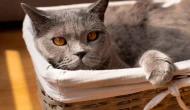 British Shorthair Fiyatları 2026, Bakımı ve Özellikleri