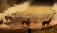Ardahan'da yiyecek arayan kurtlar ilçe merkezine indi