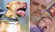 ABD'de pitbull dehşeti: Saldırıya uğrayan dede ve torunu hayatını kaybetti