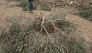 İsrail güçleri Doğu Kudüs’te 40 zeytin ağacını kesti!