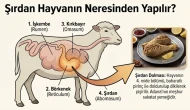 Şırdan hayvanın neresinden yapılır! Resimli anlatım ve infografik