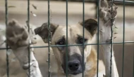 Ankara’da barınakta ölü köpek skandalı: Soruşturma başlatıldı