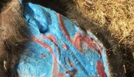 Mavi etli domuzlar türedi! Domuzun içini kesen avcılar irkildi alarm verildi
