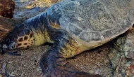 Ayvalık'ta üzücü olay: Deniz kaplumbağası ölü bulundu