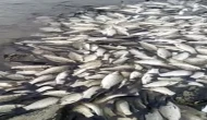 Tekirdağ’da gölette toplu balık ölümleri şok yarattı: Sebebi araştırılıyor